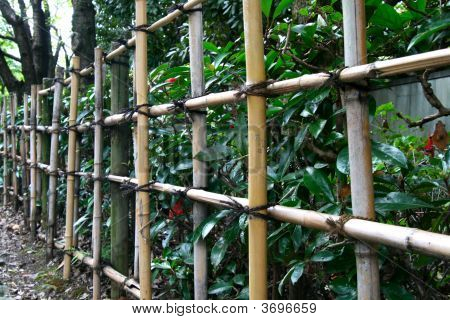 Bamboo Fence