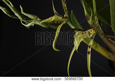 Blooming Flower Of  Orchid Brassia Looks Like An Alian, Long Petals With Water Drops