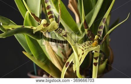 Blooming Flower Of  Orchid Brassia Looks Like An Alian, Long Petals