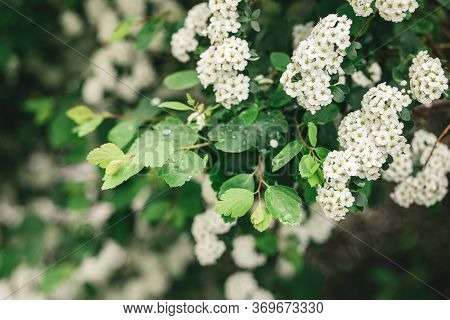 Branches Of Blossoming Spirea Arguta (brides Wreath) Bush In A Spring Garden.  Selective Focus.