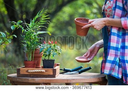 Planting Flowers  In The Garden
