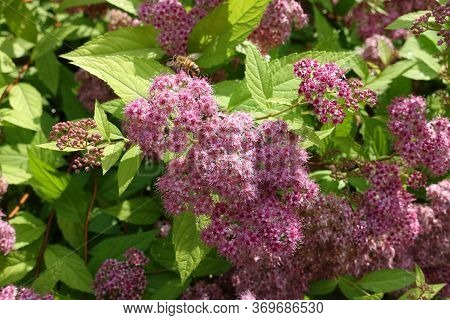 A Lot Of Pink Flowers Of Japanese Meadowsweet In June