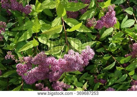 Blooming Branches Of Japanese Meadowsweet In June