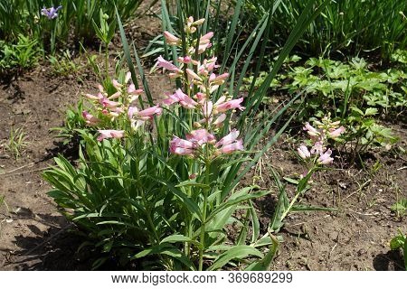 Light Pink Tubular Flowers Of Beardtongues In May