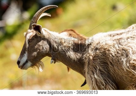 Portrait Of A Mountain Goat With Horns On A Green Background. Italian Alps, Trentino Alto Adige, Ita