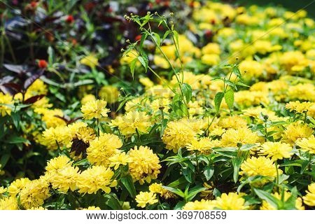Beautiful Yellow Flowers In The Flowerbed.landscaping Using Undersized Plants. Beautiful Flowers In 