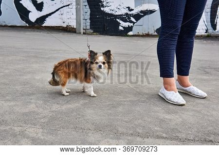Cute Small Chihuahua Dog On A Leash Next To The Feet Of His Female Owner On The Pavement