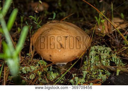Beautiful Young Mushroom Suillus Luteus Or Slippery Jack In The Moss After The Rain. Suillus Luteus 