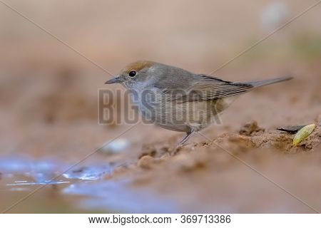 Female Eurasian Blackcap (sylvia Atricapilla) Drinking Water In An Ecological Garden