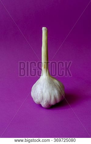 Head Of Fresh Garlic On A Purple Background. A Single Head Of Aromatic Vegetable In A Husk. Useful V