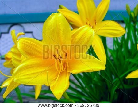 Yellow Daylily Or Yellow Lily Is A Beautifully Flowering Perennial Herb. Species Of The Genus Liliac