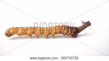 Cordycepe Sinensis Or Mushroom Cordycep This Is A Herbs On Isolated Background. Medicinal Properties