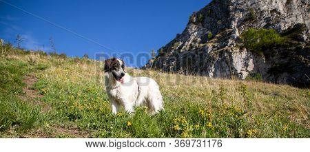 white shepherd dog on top of mountain