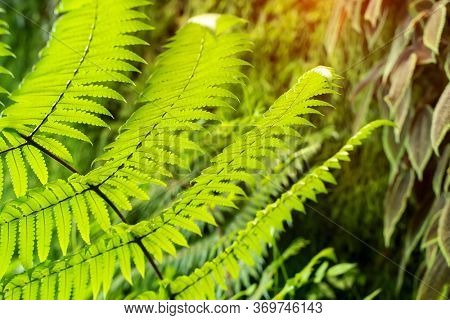 growing cyathea in the forest.