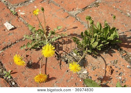 Blomst i sten