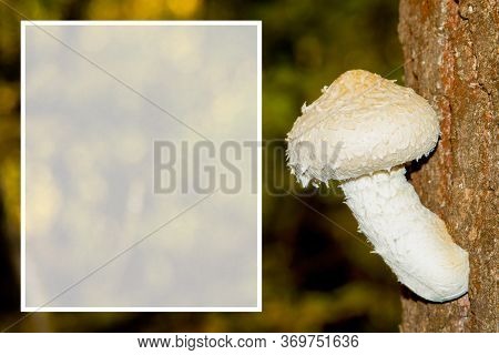 Beautiful White Young Inedible Fungus (pholiota Populnea) On The Tree Trunk Closeup. Space For Text.