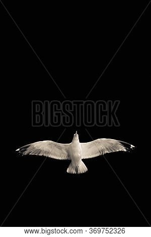Confident Bird Leader. Clear Direction Of Travel. Seagull On A Black Background. Spread Wings. Bird 
