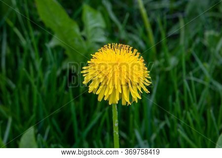 Yellow Dandelion. Bright Fluffy Dandelion Flower On The Background Of Green Spring Meadows.