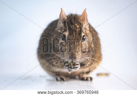 Funny rodent degu eating on white background