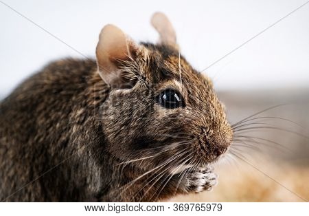 Cute squirrel degu nibbling food