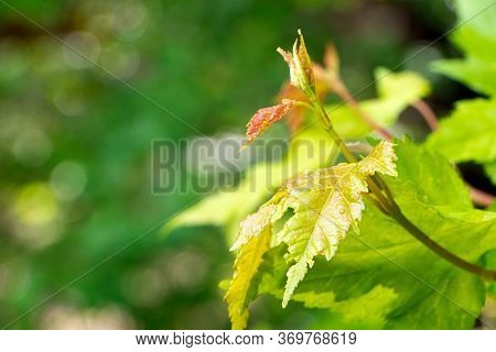 Leaves Of Downy Japanese Maple. Young Branch Of Japanese Maple In Summer Time. Young Plant