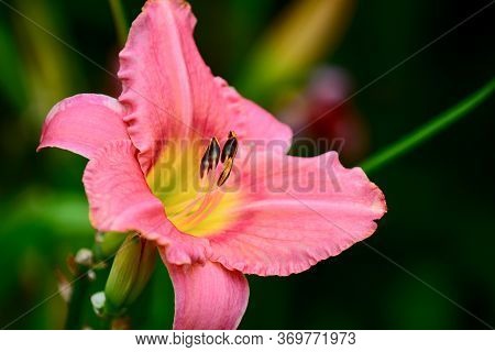 Close Up Photo Of A Daylily Flower (asphodelaceae Family). Shallow Depth Of Field, Selective Focus.