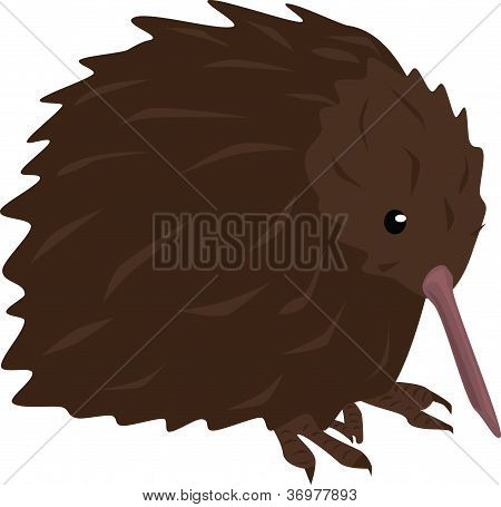 Ptáka kiwi