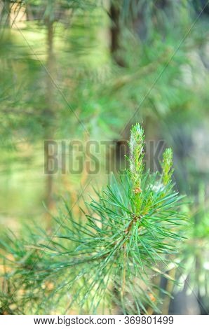 Young Lump Of Siberian Cedar On A Branch With Needles Shot With Blur Of A Zan Plan. Close-up.