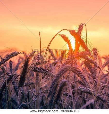 Wheat Fields. Prerequisites For Ripening Ears. Rich Harvest Concept. Label Design
