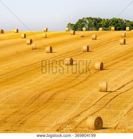 Wheat Fields. Prerequisites For Ripening Ears. Rich Harvest Concept. Label Design