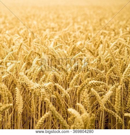 Wheat Fields. Prerequisites For Ripening Ears. Rich Harvest Concept. Label Designwheat Fields
