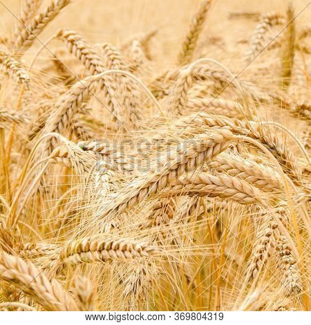 Wheat Fields. Prerequisites For Ripening Ears. Rich Harvest Concept. Label Design