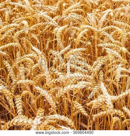Wheat Fields. Prerequisites For Ripening Ears. Rich Harvest Concept. Label Design