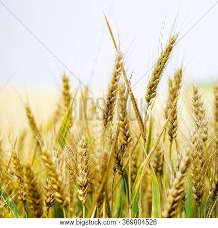 Wheat Fields. Prerequisites For Ripening Ears. Rich Harvest Concept. Label Design