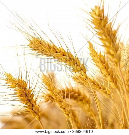 Wheat Fields. Prerequisites For Ripening Ears. Rich Harvest Concept. Label Design
