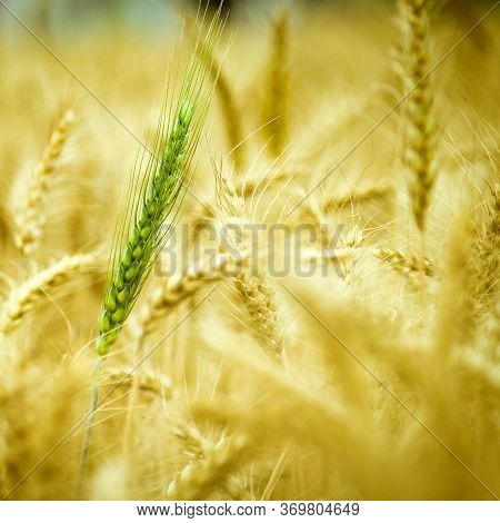 Wheat Fields. Prerequisites For Ripening Ears. Rich Harvest Concept. Label Design