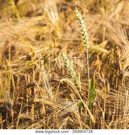 Wheat Fields. Prerequisites For Ripening Ears. Rich Harvest Concept. Label Design