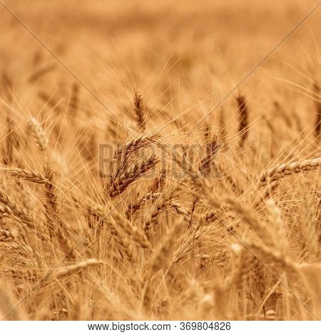 Wheat Fields. Prerequisites For Ripening Ears. Rich Harvest Concept. Label Design