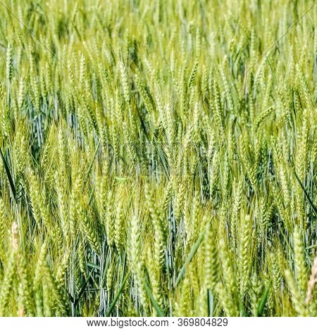 Wheat Fields. Prerequisites For Ripening Ears. Rich Harvest Concept. Label Design