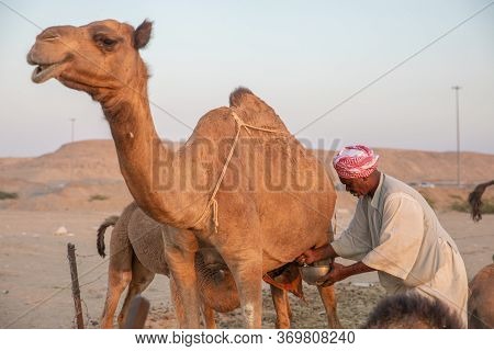 A Sudani Man Milking A Female Camel, Jeddah, Saudi Arabia, 2020