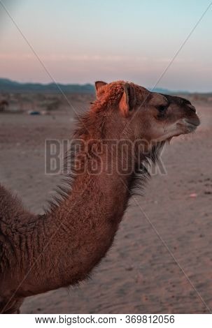 Goats In A Farm In Al Taif, Saudi Arabia