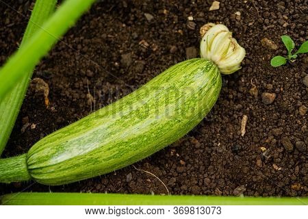 A Young Zucchini Fruit Is Lying On The Gardenbed.