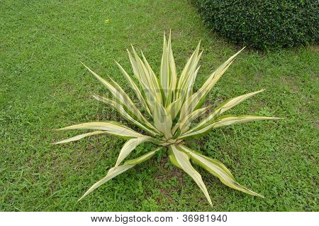 Flora na trávníku