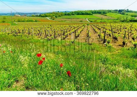 Landscape Of Vineyards And Countryside In Beaujolais, Rhone Department, France