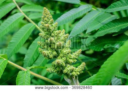 Minimalist Monochrome Background With Large Green Leaves And Small Flowers Of Rhus Shrub, Commonly K