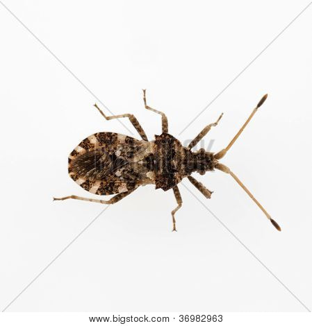 Leaf-footed Bug