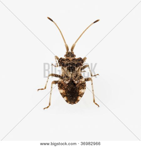 Leaf-footed Bug