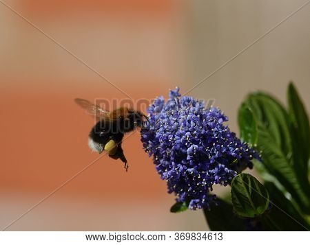 Tree Bumblebee (bombus Hypnorum) In Flight During Early Summer