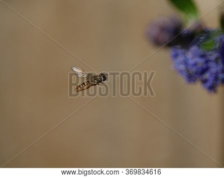 Hoverfly In Flight Next To Ceanothus Flowers