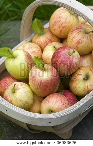 Frische Ã„pfel in einen hÃ¶lzernen trug